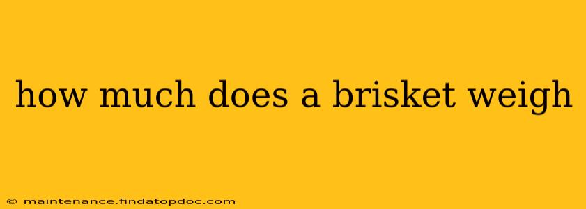 how much does a brisket weigh