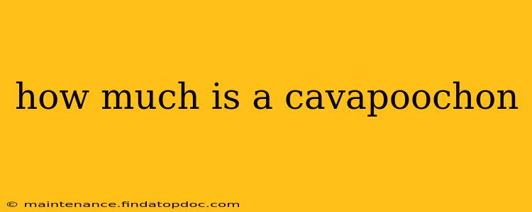how much is a cavapoochon