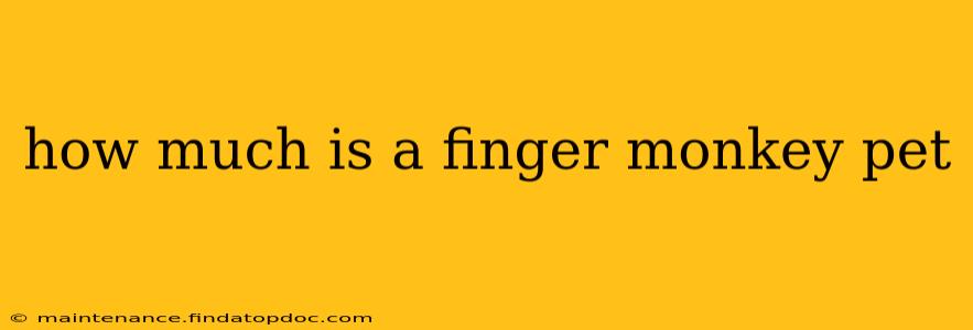 how much is a finger monkey pet