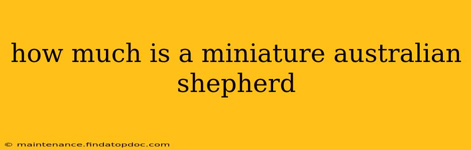 how much is a miniature australian shepherd