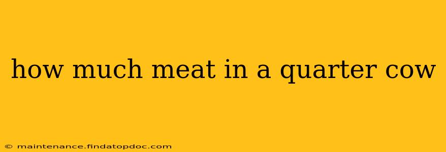 how much meat in a quarter cow