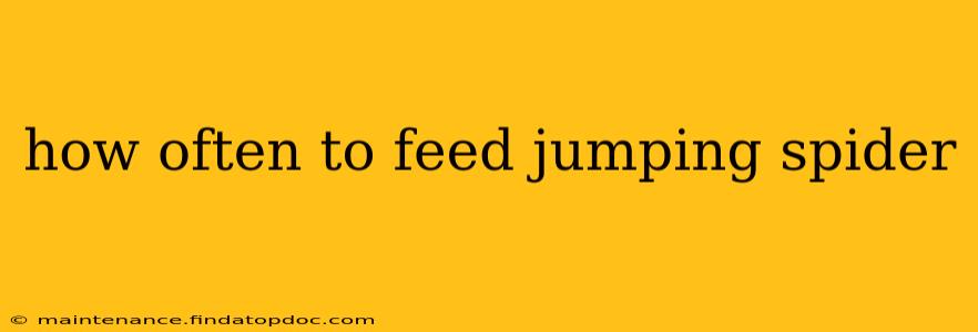 how often to feed jumping spider