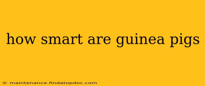 how smart are guinea pigs