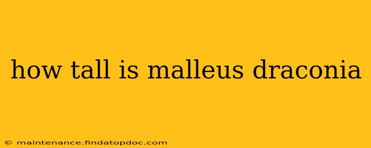 how tall is malleus draconia