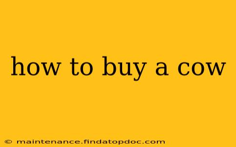 how to buy a cow