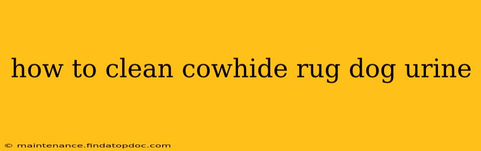 how to clean cowhide rug dog urine