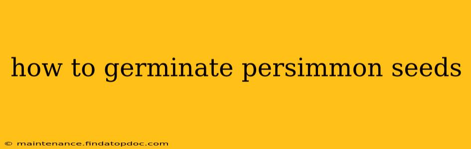 how to germinate persimmon seeds