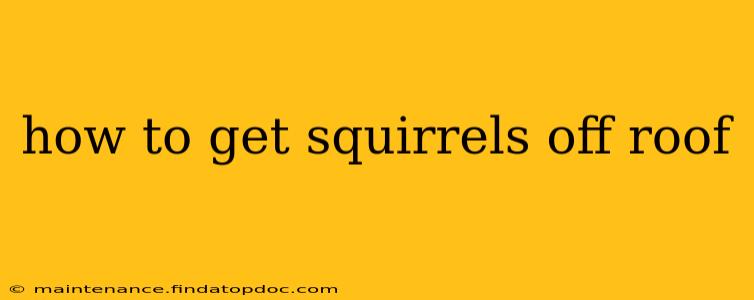how to get squirrels off roof