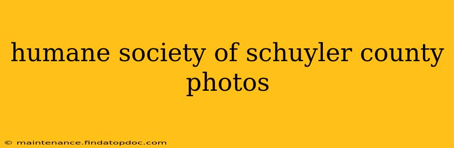 humane society of schuyler county photos