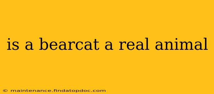 is a bearcat a real animal