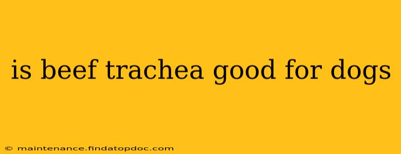 is beef trachea good for dogs