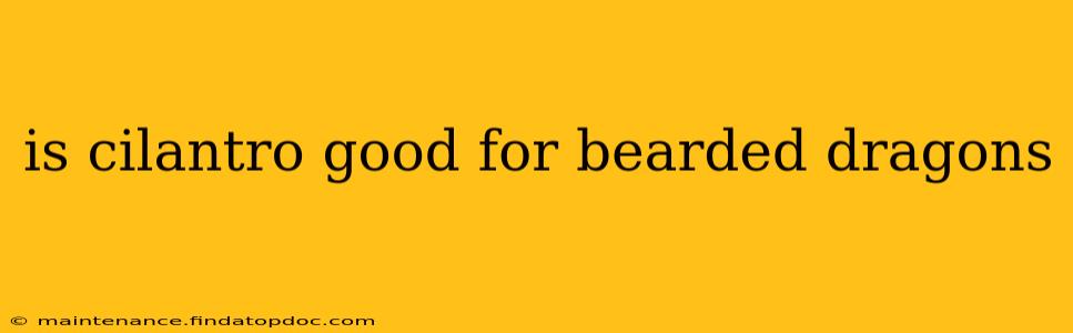 is cilantro good for bearded dragons