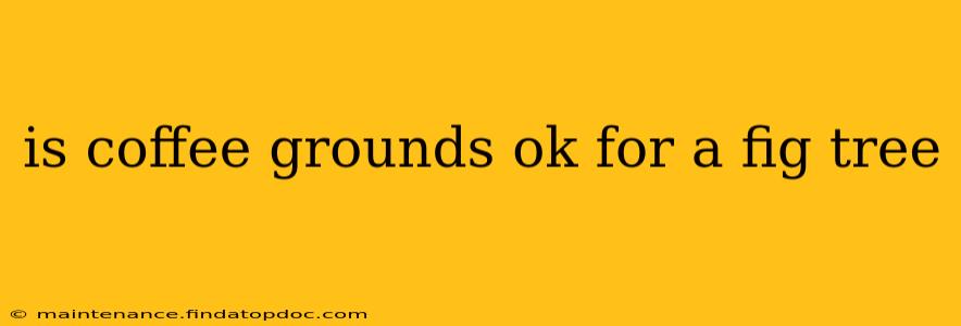 is coffee grounds ok for a fig tree