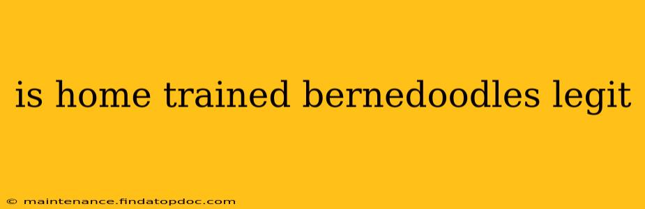 is home trained bernedoodles legit
