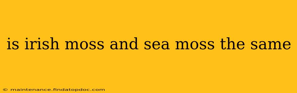 is irish moss and sea moss the same