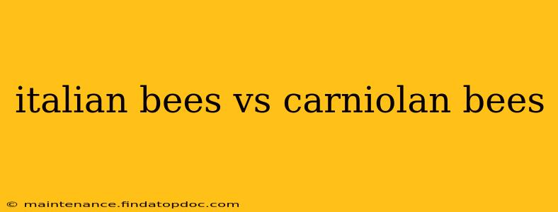 italian bees vs carniolan bees