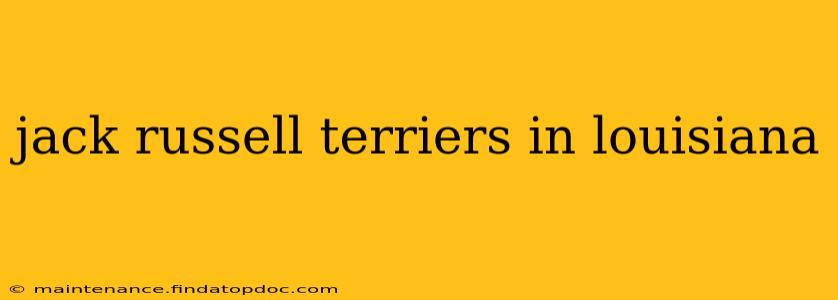 jack russell terriers in louisiana