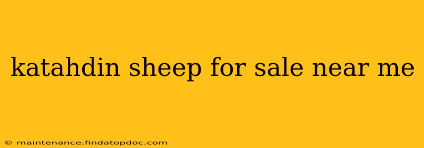 katahdin sheep for sale near me