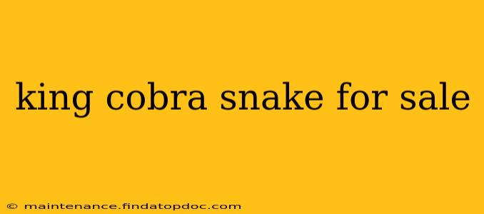 king cobra snake for sale