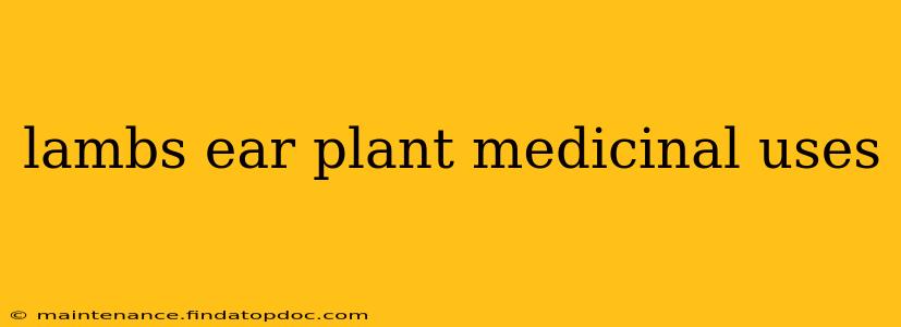 lambs ear plant medicinal uses