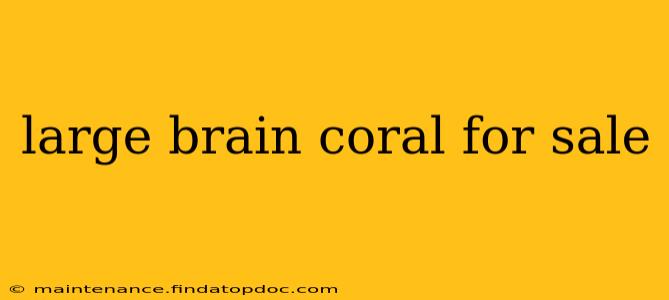large brain coral for sale