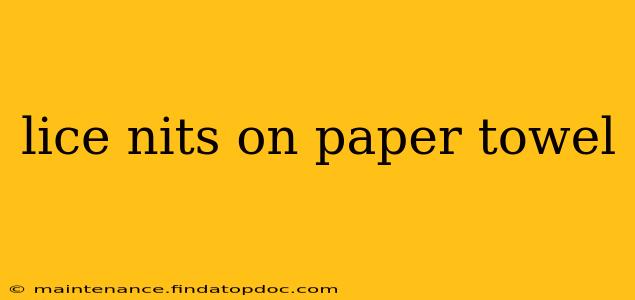 lice nits on paper towel
