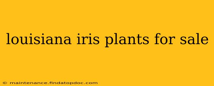 louisiana iris plants for sale