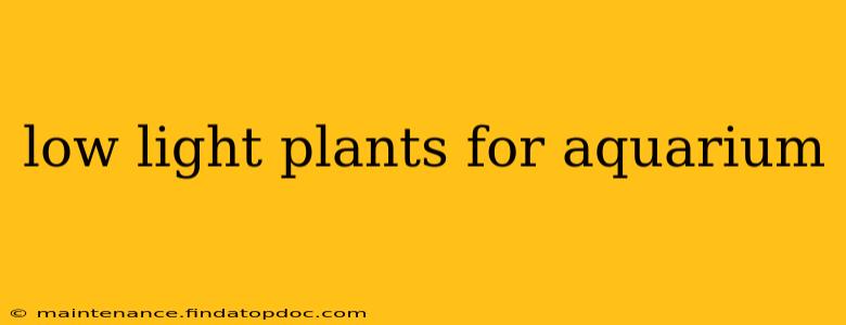 low light plants for aquarium