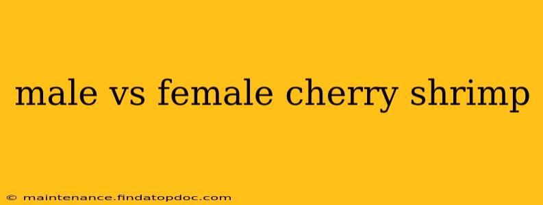 male vs female cherry shrimp