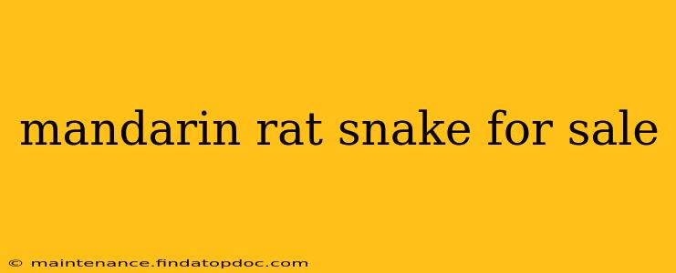 mandarin rat snake for sale