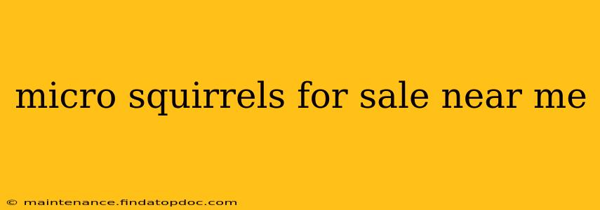 micro squirrels for sale near me
