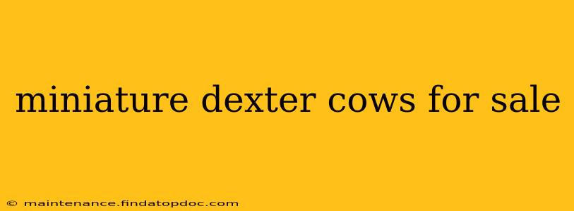 miniature dexter cows for sale