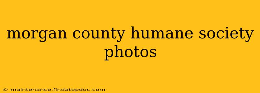 morgan county humane society photos