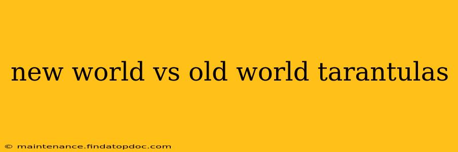 new world vs old world tarantulas