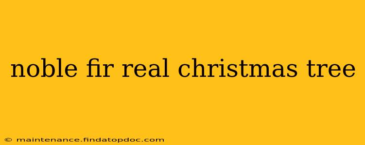 noble fir real christmas tree