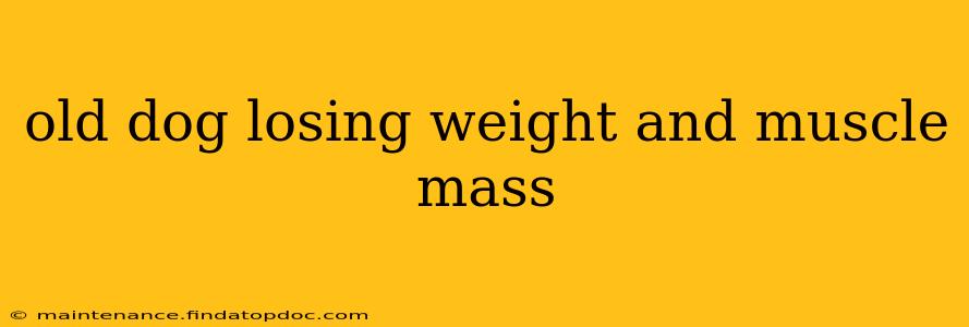old dog losing weight and muscle mass