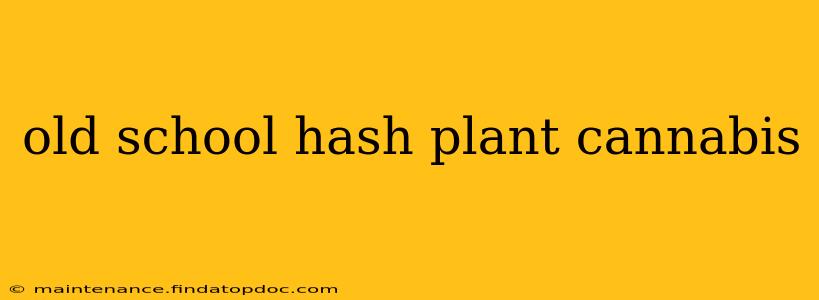 old school hash plant cannabis