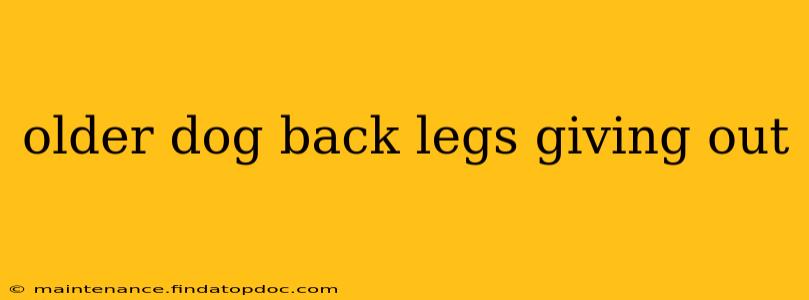older dog back legs giving out