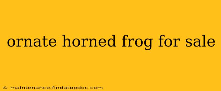 ornate horned frog for sale