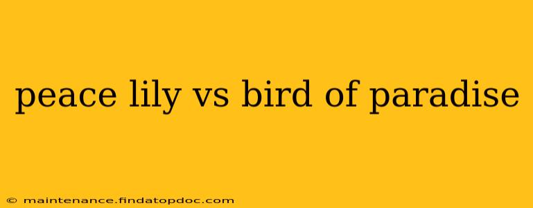 peace lily vs bird of paradise
