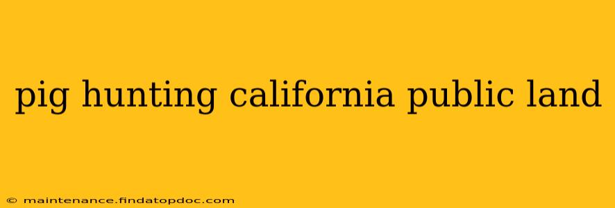pig hunting california public land