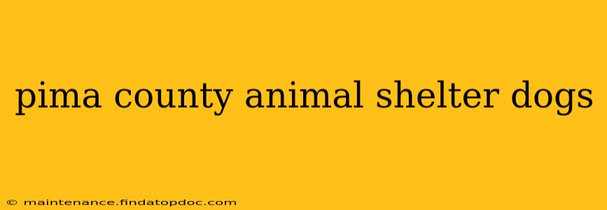 pima county animal shelter dogs