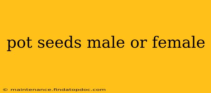 pot seeds male or female
