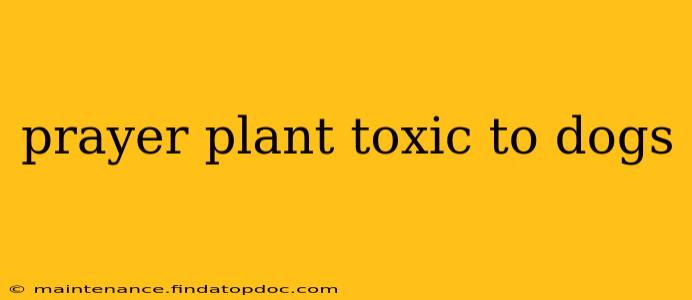 prayer plant toxic to dogs