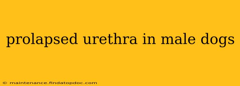 prolapsed urethra in male dogs