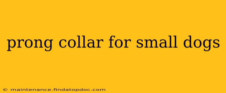 prong collar for small dogs
