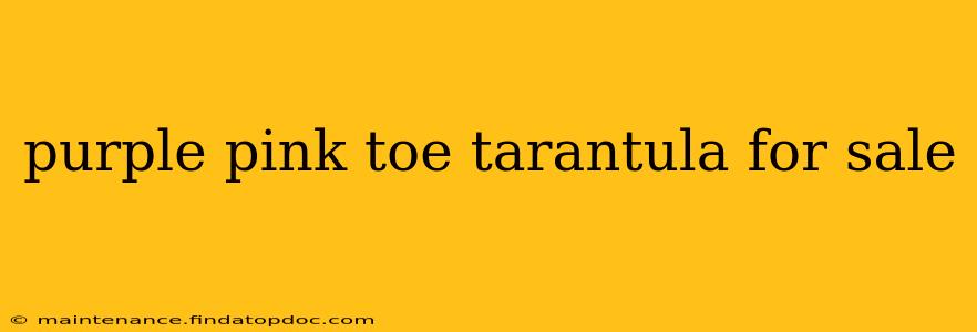 purple pink toe tarantula for sale