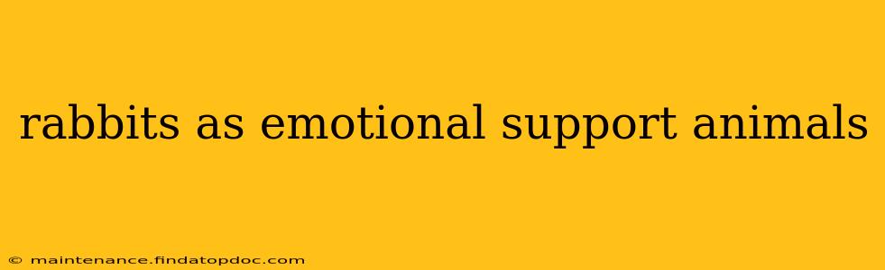 rabbits as emotional support animals