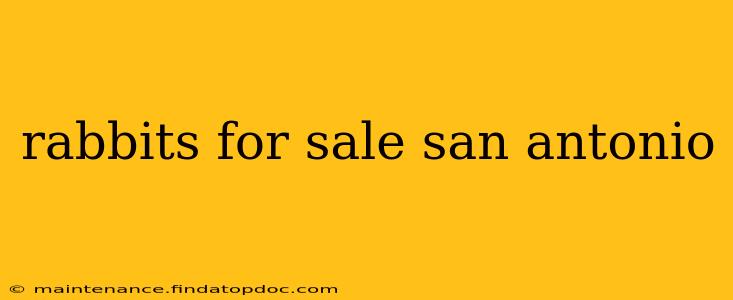 rabbits for sale san antonio