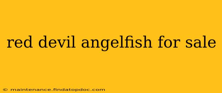 red devil angelfish for sale